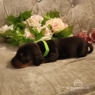 Dachshund (Standard & Miniature) - Both