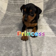 Miniature Pinscher - Both