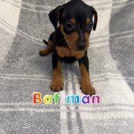 Miniature Pinscher - Both