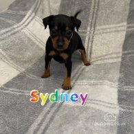 Miniature Pinscher - Both