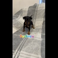 Miniature Pinscher - Both