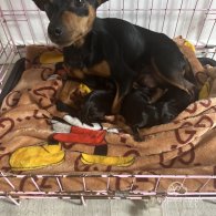 Miniature Pinscher - Both