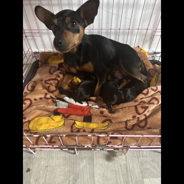 Miniature Pinscher - Both