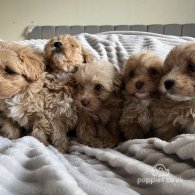 Miniature Poodle - Both