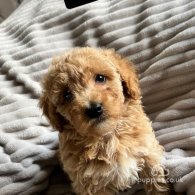 Miniature Poodle - Both