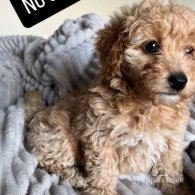 Miniature Poodle - Both