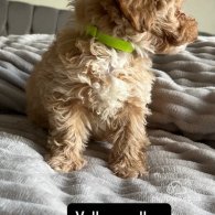 Miniature Poodle - Both