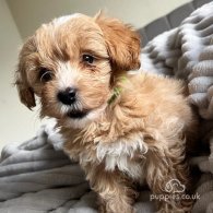 Miniature Poodle - Both