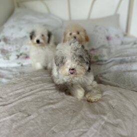 Miniature Poodle - Both