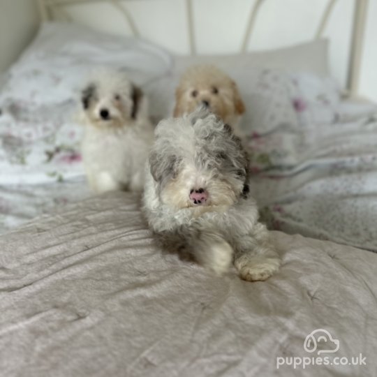 Miniature Poodle - Both