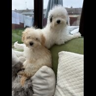 Miniature Poodle - Both