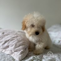 Miniature Poodle - Both