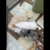 Miniature Poodle - Both