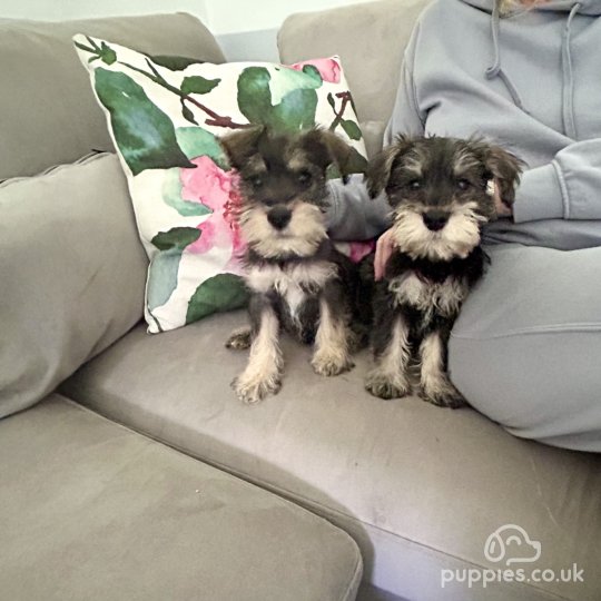 Miniature Schnauzer - Both