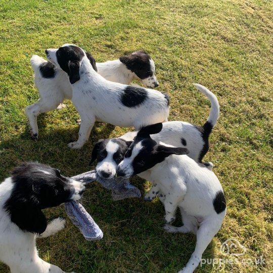 Mixed Breed - Both