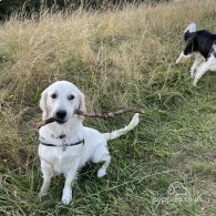 Mixed Breed - Dogs