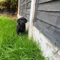 Mixed Breed - Both