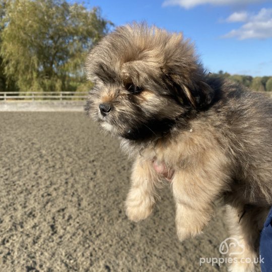 Mixed Breed - Both