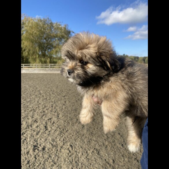 Mixed Breed - Both