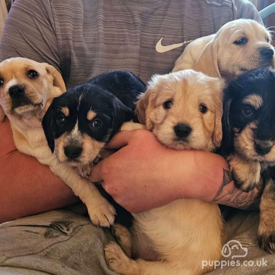 Large cross breed puppies for sale best sale