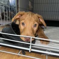 Nova Scotia Duck Tolling Retriever - Both