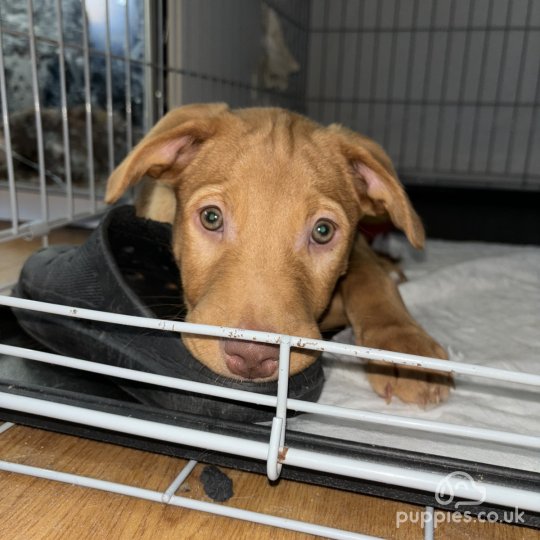 Nova Scotia Duck Tolling Retriever - Both