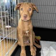 Nova Scotia Duck Tolling Retriever - Both