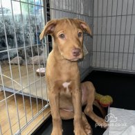 Nova Scotia Duck Tolling Retriever - Both