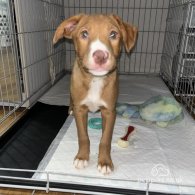 Nova Scotia Duck Tolling Retriever - Both