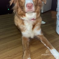 Nova Scotia Duck Tolling Retriever - Both