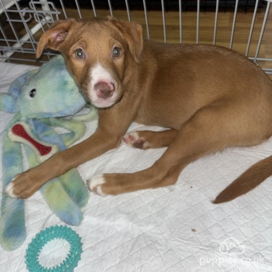 Nova Scotia Duck Tolling Retriever - Both