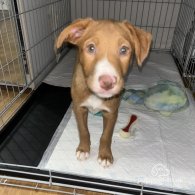 Nova Scotia Duck Tolling Retriever - Both