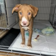 Nova Scotia Duck Tolling Retriever - Both