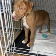 Nova Scotia Duck Tolling Retriever - Both