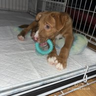 Nova Scotia Duck Tolling Retriever - Both