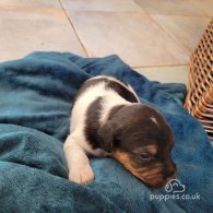 Parson Russell Terrier - Both