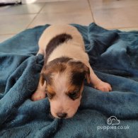 Parson Russell Terrier - Both