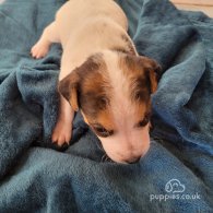 Parson Russell Terrier - Both