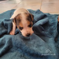 Parson Russell Terrier - Both