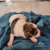 Parson Russell Terrier - Both