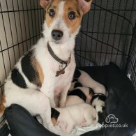 Parson Russell Terrier - Both