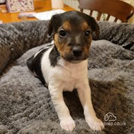 Parson Russell Terrier - Both