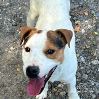 Parson Russell Terrier - Both