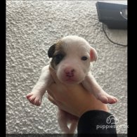 Parson Russell Terrier - Both