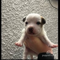 Parson Russell Terrier - Both