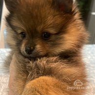 Pomeranian - Both