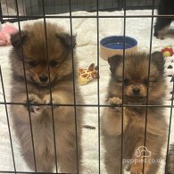 Pomeranian - Both