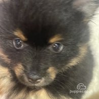 Pomeranian - Both