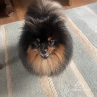 Pomeranian - Both