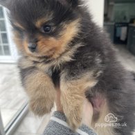 Pomeranian - Both